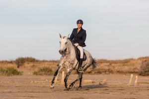 Lire la suite à propos de l’article Les 4 SAVVYS du programme Parelli Natural Horsemanship