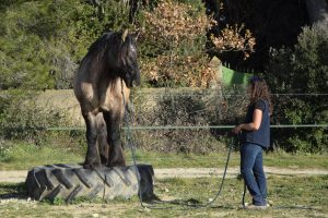 Lire la suite à propos de l’article Le programme Parelli Natural Horsemanship