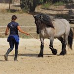 Dressage et Liberté