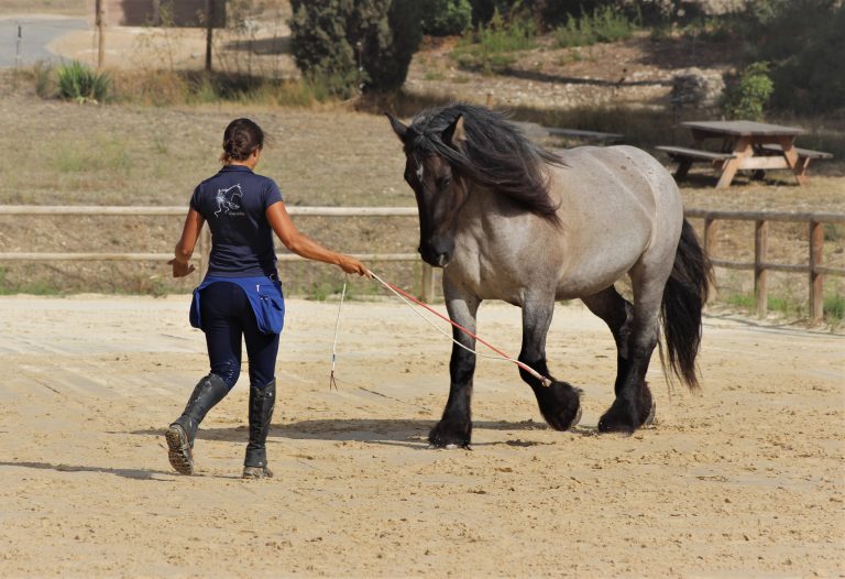 Dressage et Liberté