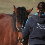 STAGE : Happy Horse Niveau 1 _ En Carrière et sur le Parc Equestre