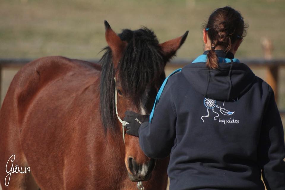 STAGE : Happy Horse Niveau 1 _ En Carrière et sur le Parc Equestre