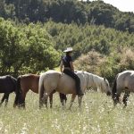 Séjour VIP : 4 jours à Equideo pour 4 personnes _ Juin 2026