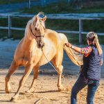 Masterclasse 4 jours avec Linda Parelli (14 au 17 mai 2026) : Le Cavalier dont votre cheval Rêve