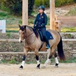 STAGE : La psychologie au service du Dressage avec Luis Lucio – Décembre 2026