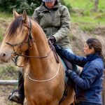 FORMATION PRO : Equideo au Domaine de Chéchigné