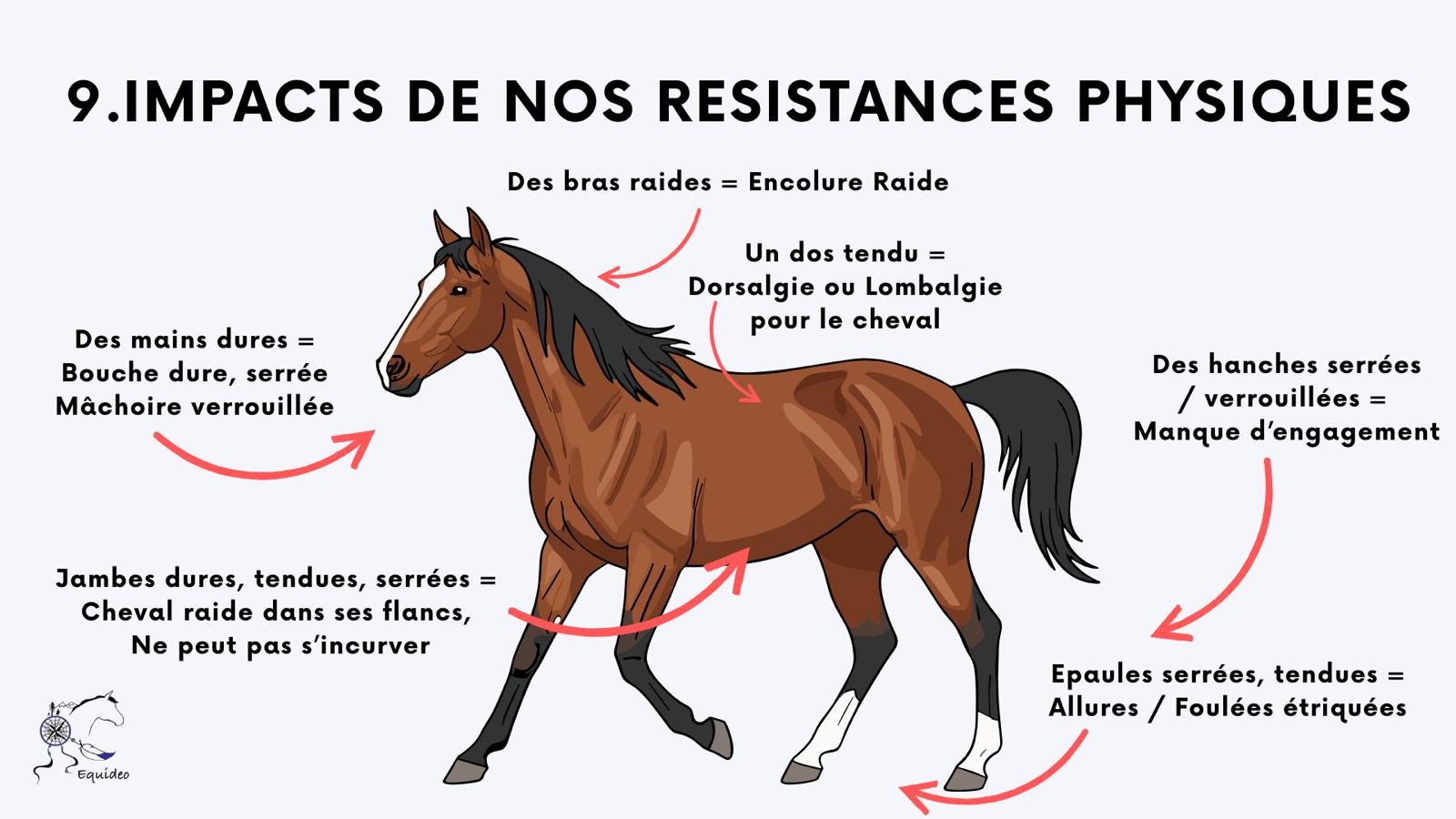 Replay Conférence : 10 conseils de Position et Fonctionnement du Bon Cavalier – Image 5
